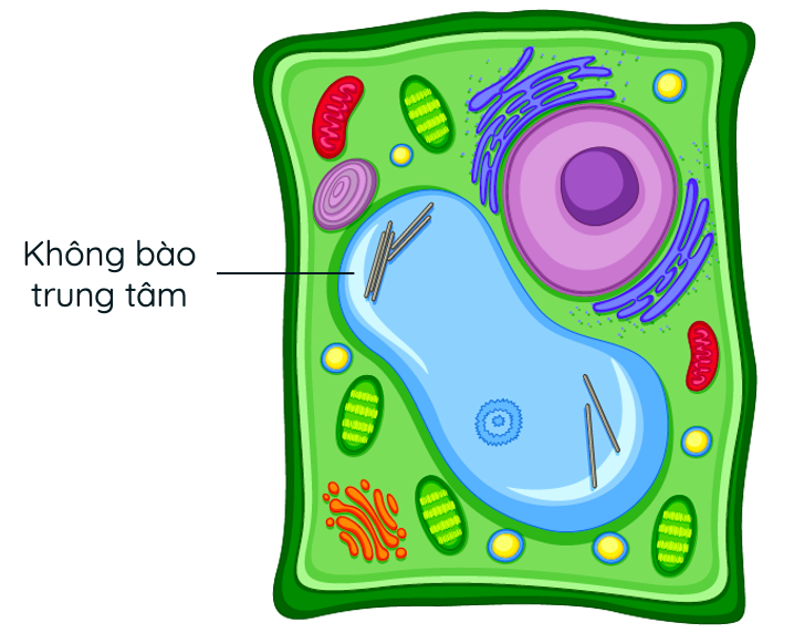 Không bào trung tâm ở tế bào thực vật​